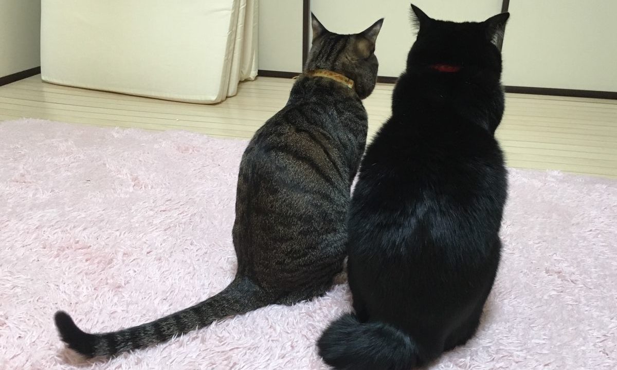 うちの猫の後ろ姿 立つ 座る姿を見せる時は安心している 黒猫とキジ猫のブログ