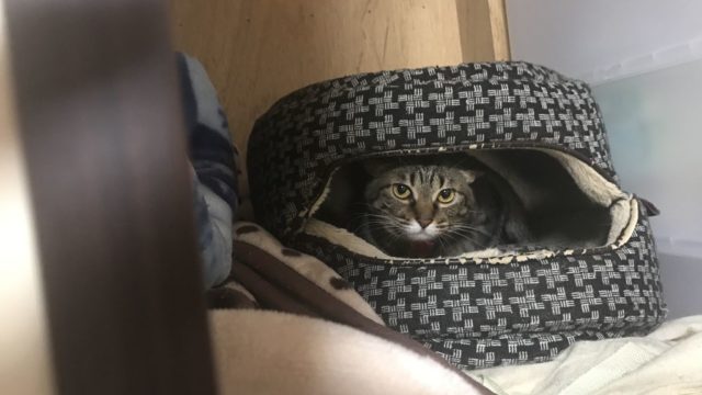 警戒MAX猫ベッドに隠れるミク