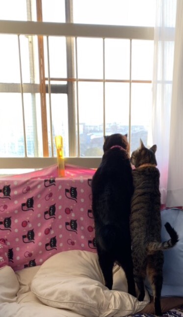 うちの猫の後ろ姿 立つ 座る姿を見せる時は安心している 黒猫とキジ猫のブログ