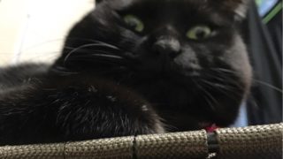 猫の威嚇 カッ とされる時の状況と接し方 黒猫とキジ猫のブログ