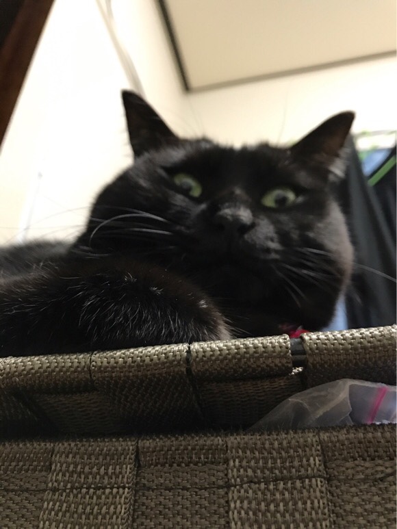 猫の目つきが変わる事で決めつけない 見た目ほど怒ってはいない 黒猫とキジ猫のブログ